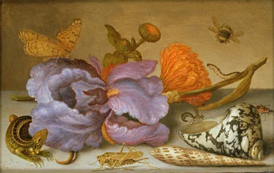 Stillleben mit Blumen, Muscheln und Insekten